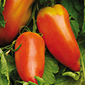 Cueillette du Paradisvogel Tomate des Andes